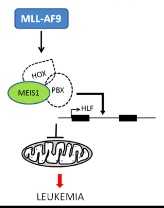 MLL-fusion proteins (eg. MLL-AF9), up-regulate the expression of genes such as MEIS1, PBX and HOX. Previous studies showed the presence of hetero-trimeric complexes consisting of HOX, PBX and MEIS1 proteins. Experimental depletion of MEIS1 in laboratory models of MLL-AF9 leukemia indicates that this complex in turn regulates mitochondrial oxidative respiration and the expression of HLF. 